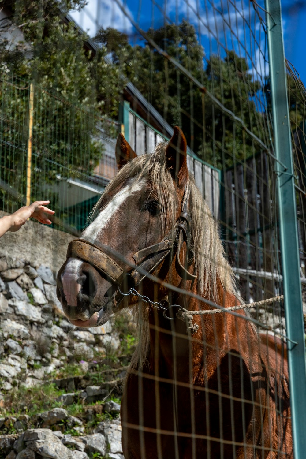 a brown horse standing next to a fence