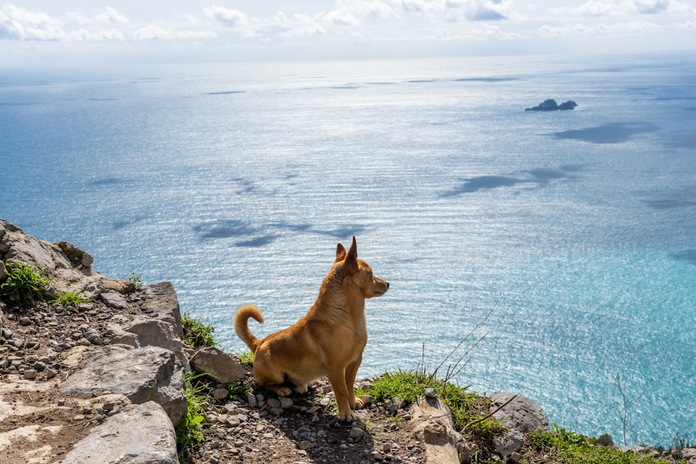 a brown dog standing on top of a rocky cliff