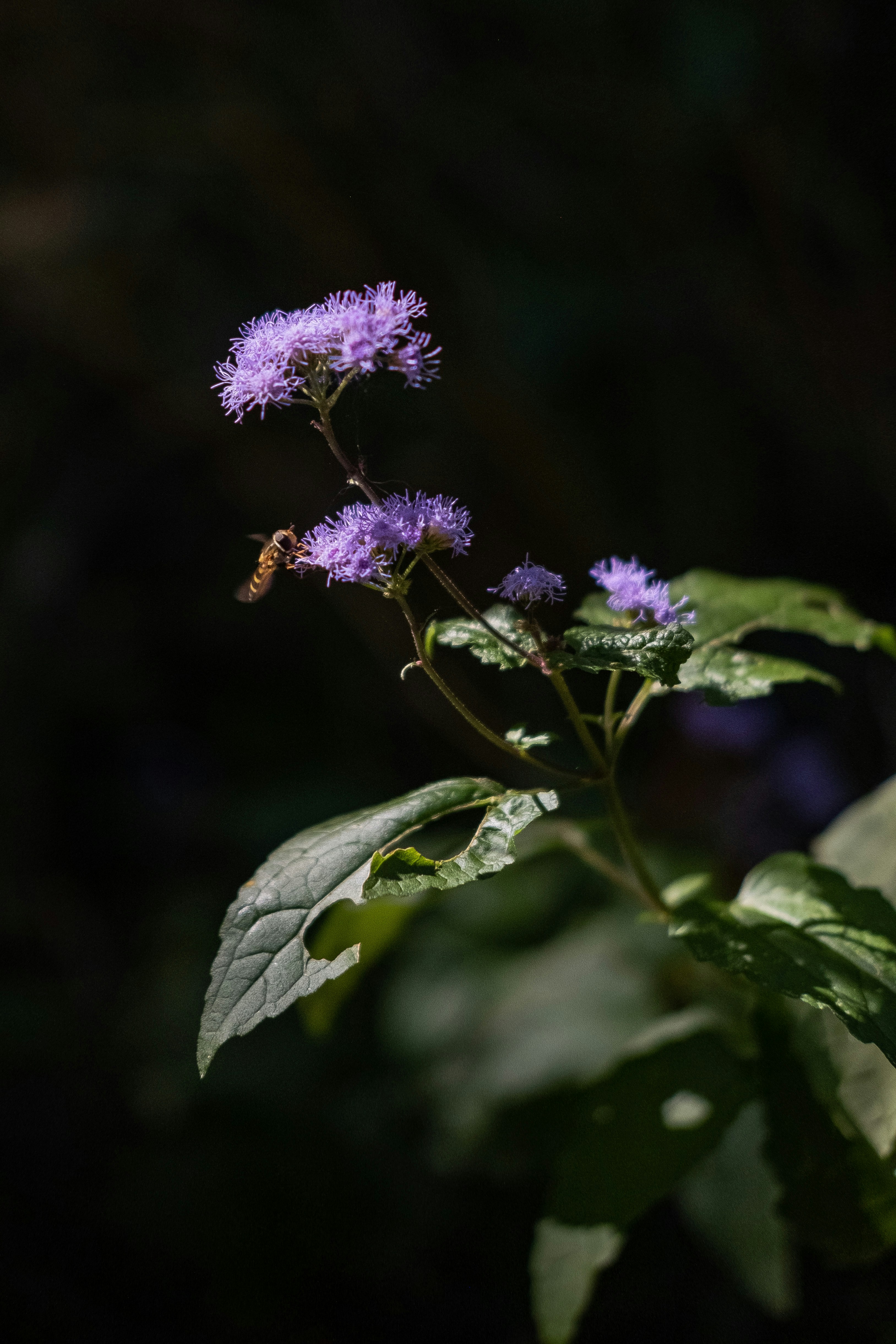 Photo by thejustinhall