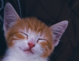 a close up of a cat sleeping on a couch