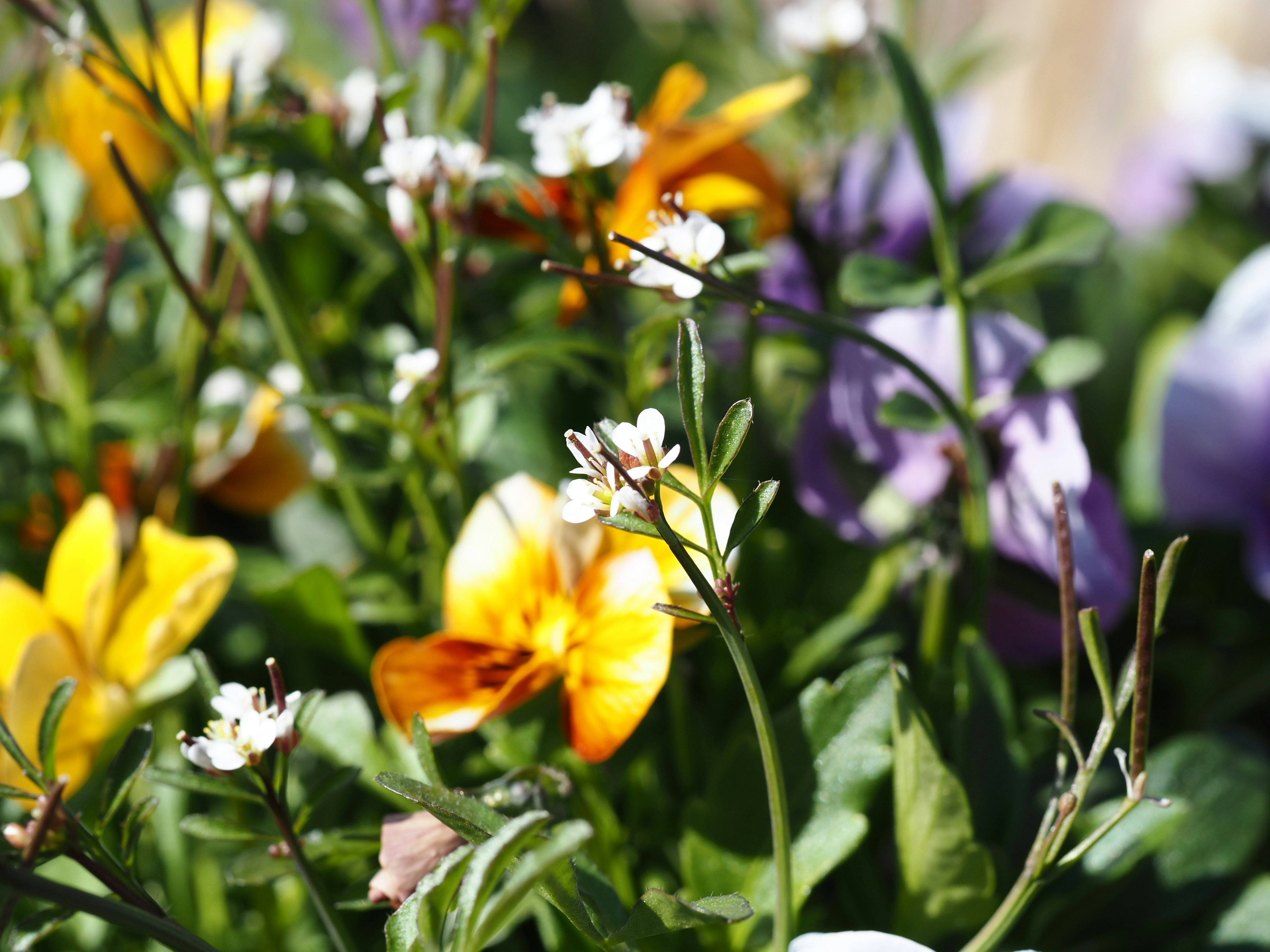 Photo by jackalope00