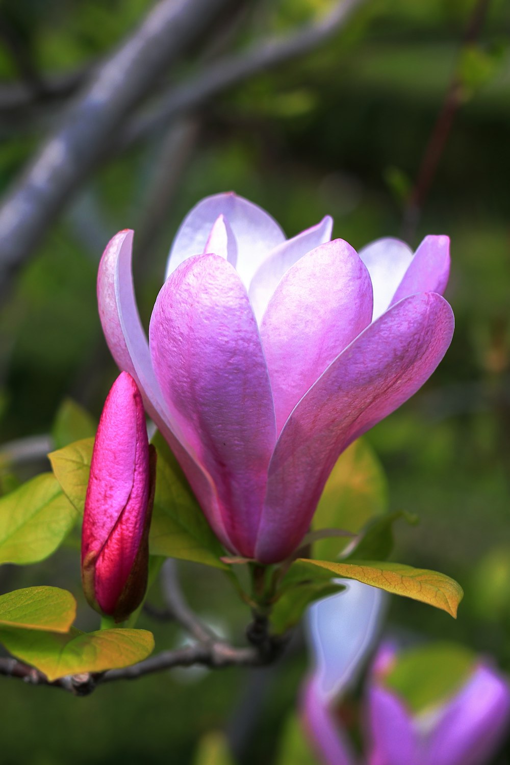 a close up of a flower on a tree branch