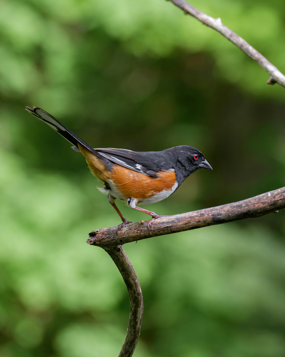 a small bird perched on a tree branch