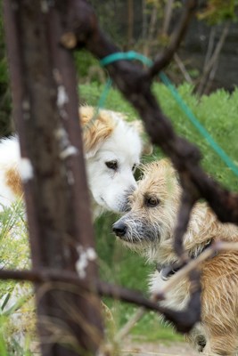Two dogs are playfully interacting together in an outdoor setting, surrounded by greenery. One dog is white with patches of gold, while the other has a shaggy brown coat. They appear to be gently nudging each other in a friendly manner.