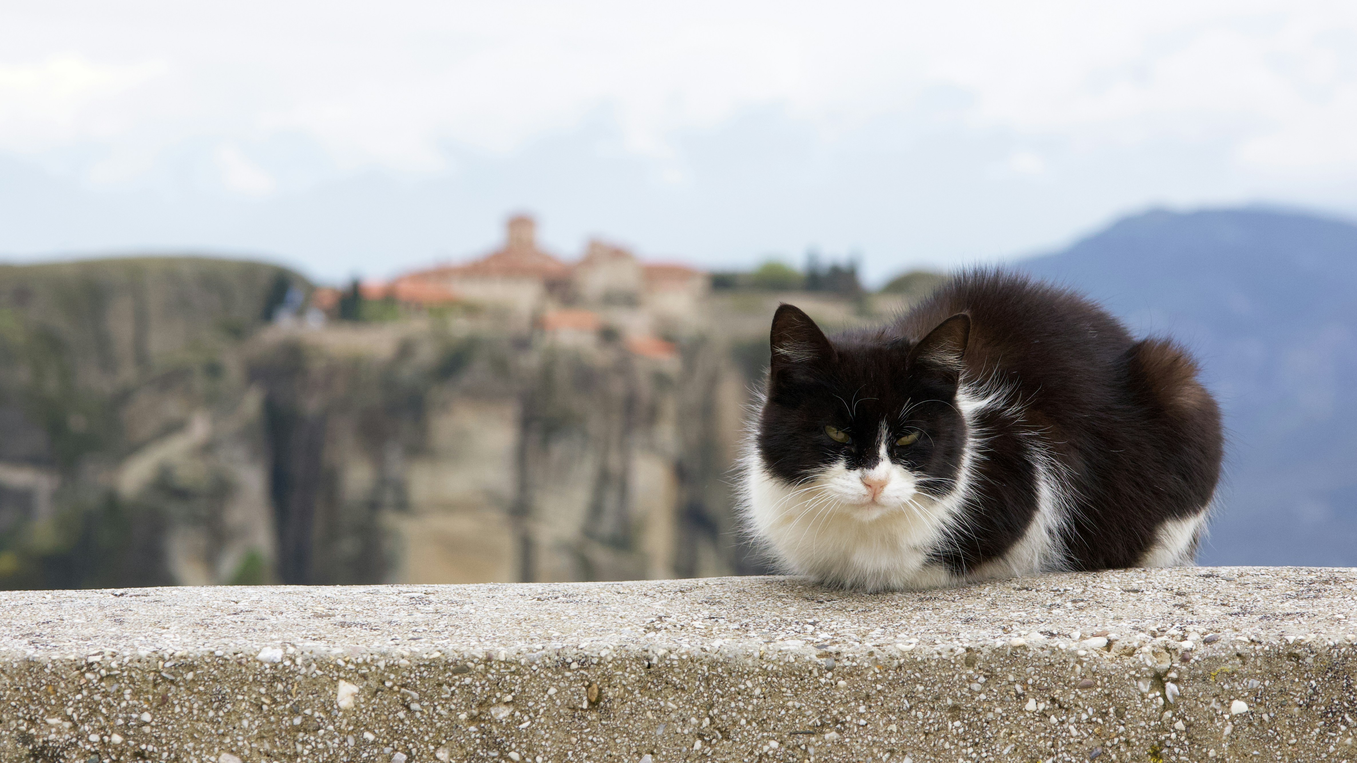 Physical Symptoms of Feline Jealousy (image credits: unsplash)