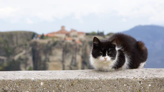 A joyful black and white cat named Chapotine sitting on a mountain rock with a village in the background.