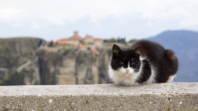 A joyful black and white cat named Chapotine sitting on a mountain rock with a village in the background.