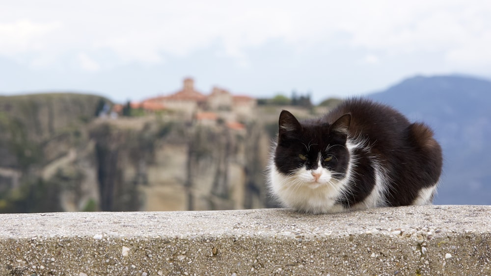 a black and white cat is sitting on a ledge