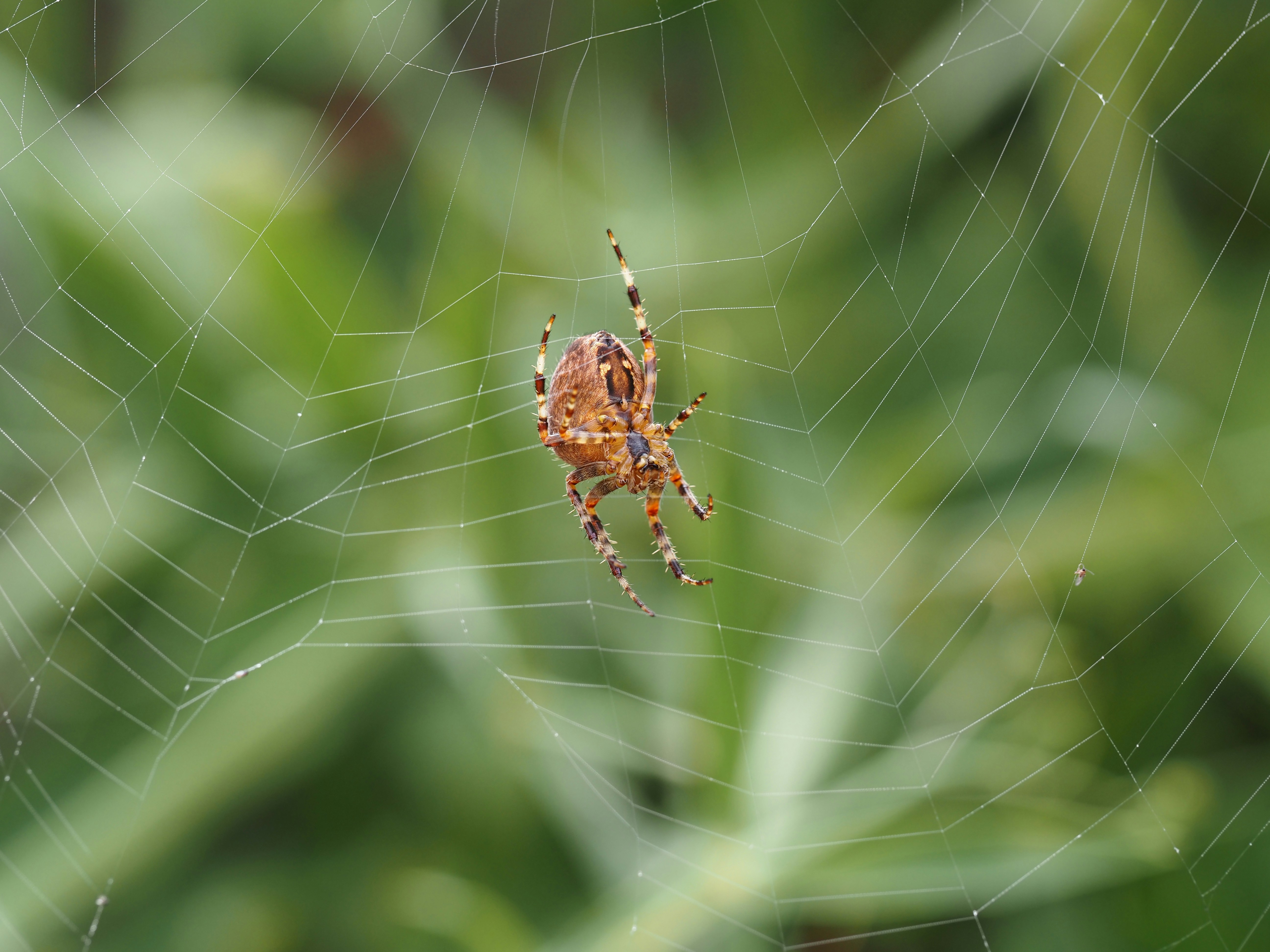 Photo by jackalope00