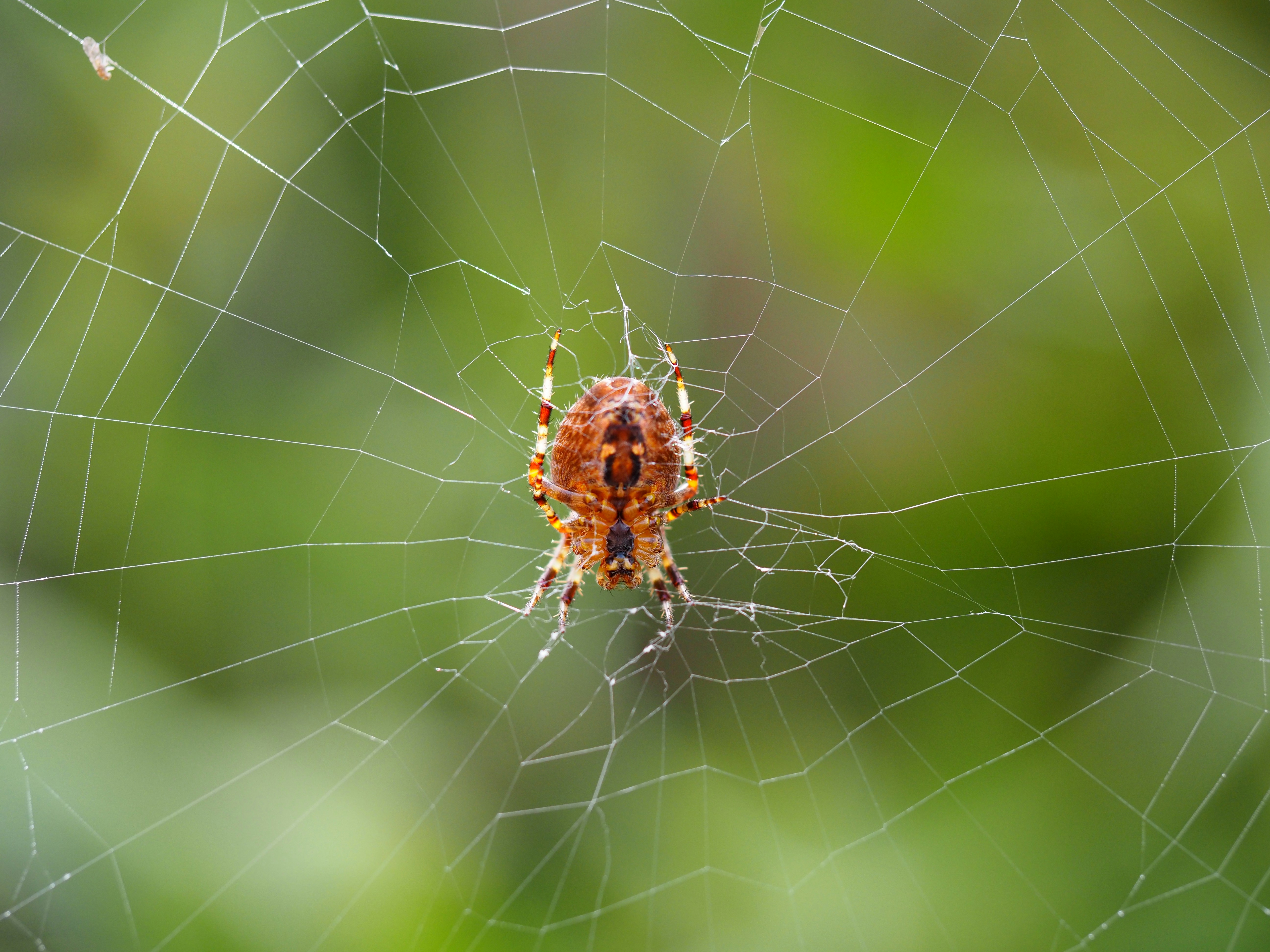 Photo by jackalope00