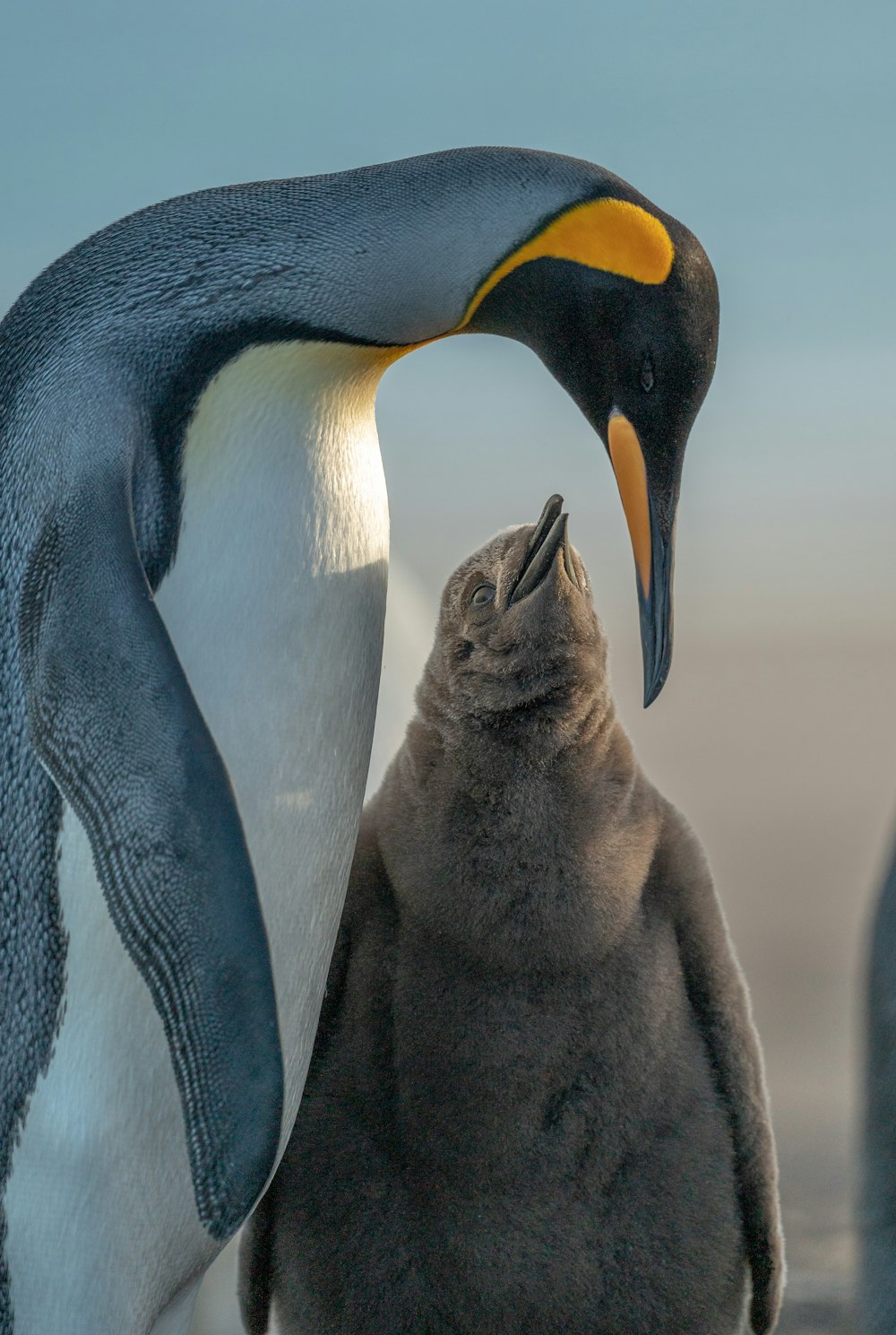 a penguin with it's head on the back of another penguin