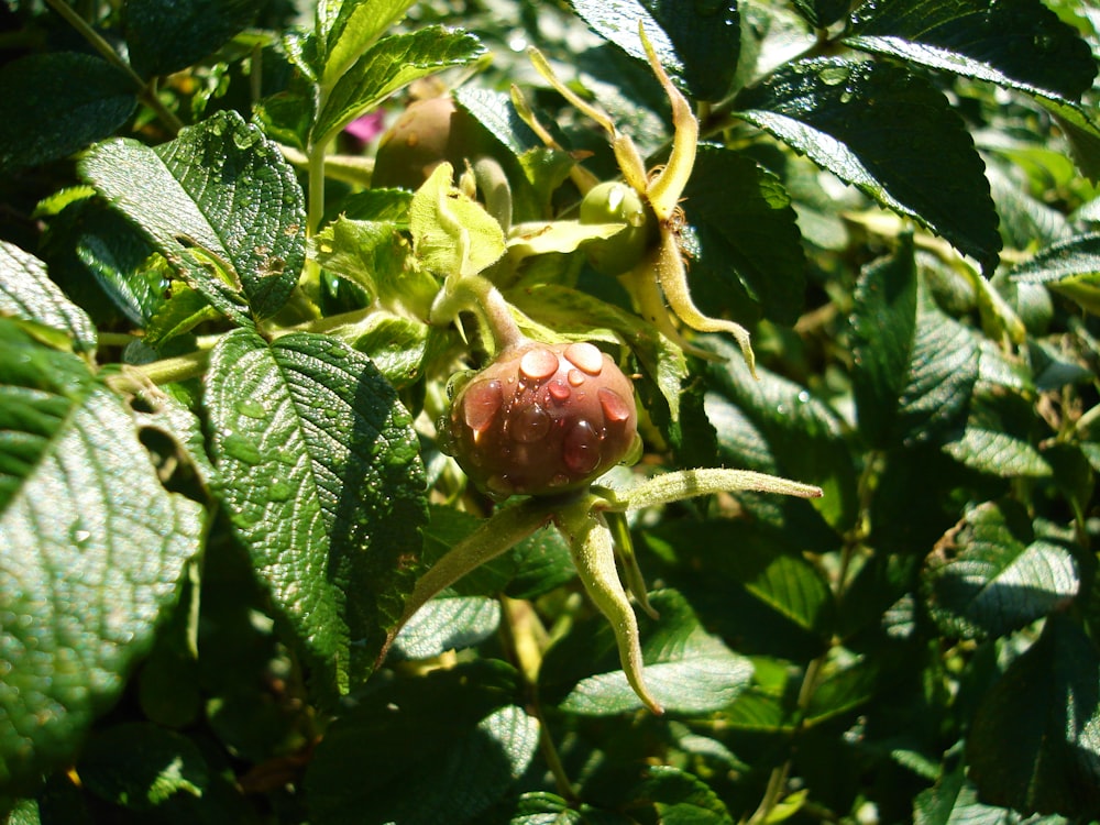 a close up of a bush with leaves and flowers