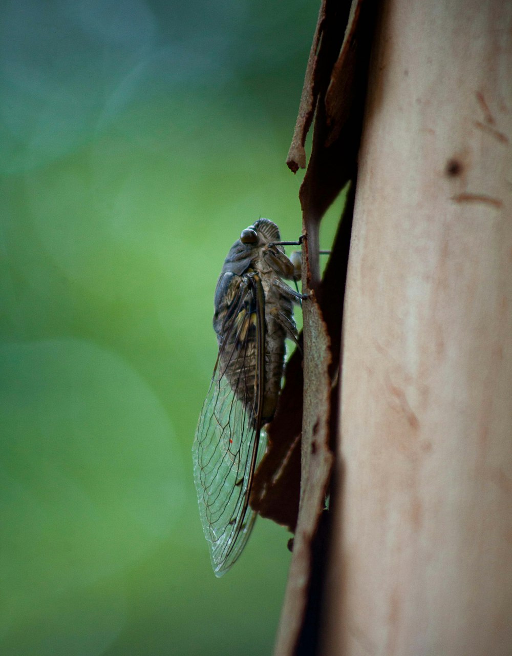 a close up of a fly on a tree