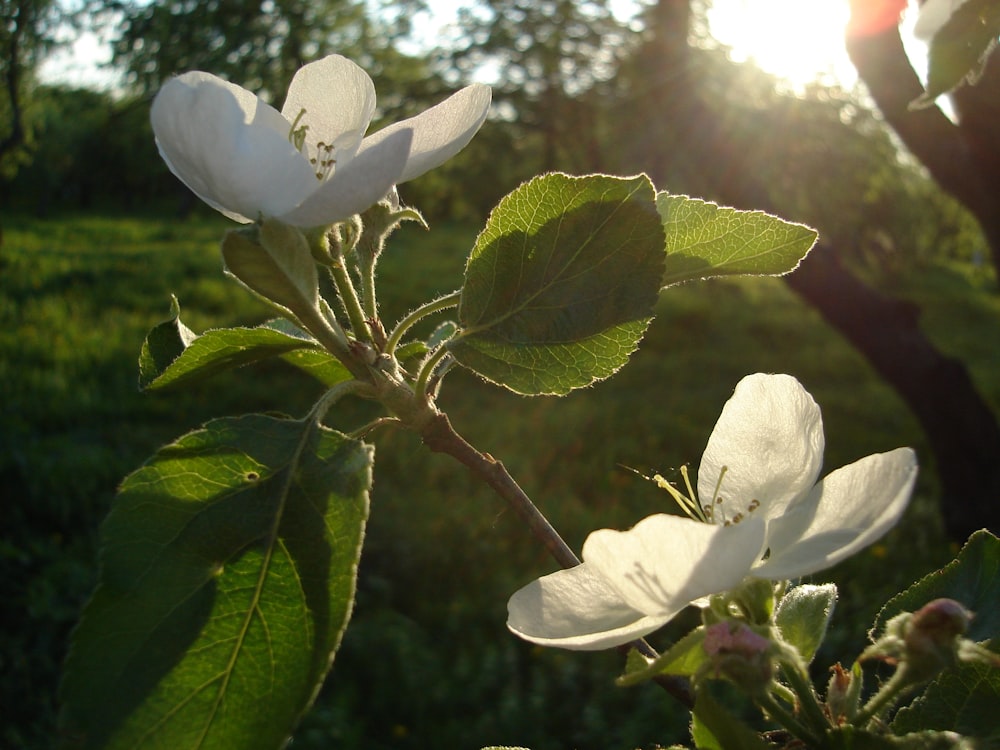 a close up of a flower on a tree