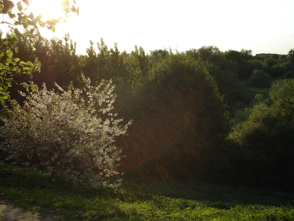 the sun shines through the trees in the distance