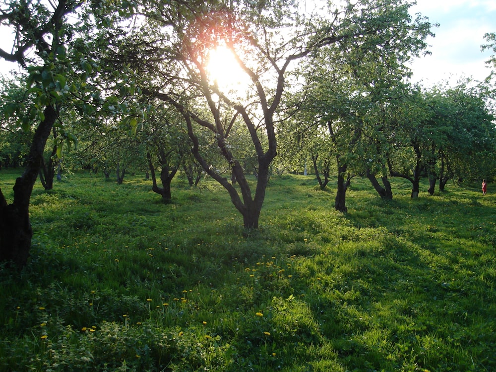 the sun is shining through the trees in the field