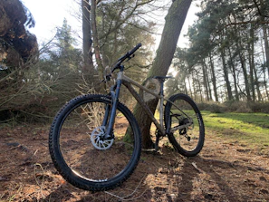 A rugged mountain bike resting against a tree on a forest trail bathed in morning light.
