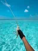 A fisherman’s hands holding a freshly caught lobster against a backdrop of the sea.