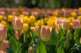 Sunlit tulip field showcasing rows of pink and yellow blossoms under a clear sky.
