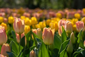 Sunlit tulip field showcasing rows of pink and yellow blossoms under a clear sky.