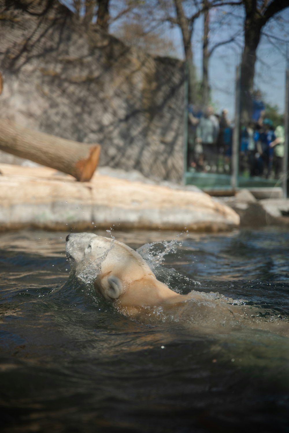 a polar bear swimming in the water at a zoo