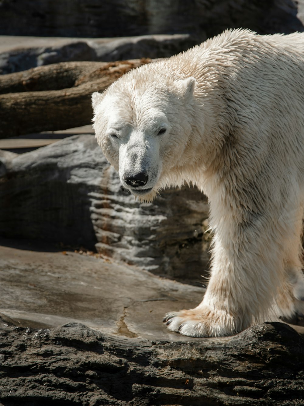 a large white polar bear standing on top of a rock