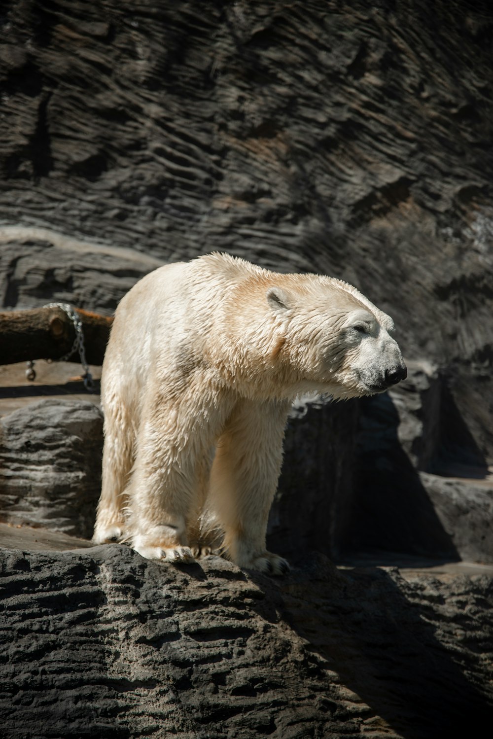 a polar bear is standing on a rock