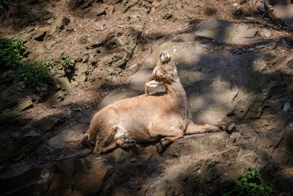 a large animal laying on top of a rocky hillside