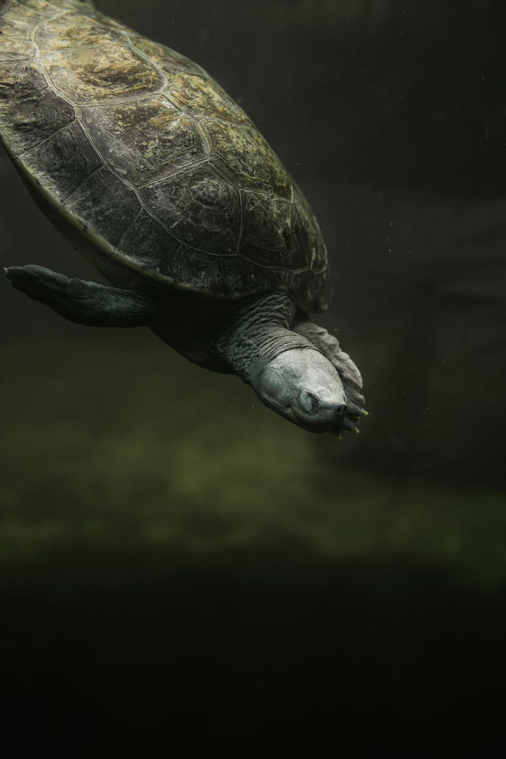 a large turtle swimming in the water