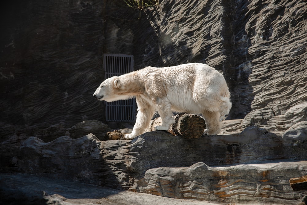 a polar bear standing on top of a rock