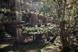 A leopard with distinct spots stands on a wooden structure in a forested environment with abundant green foliage and tree trunks around. The leopard appears to be focused on something out of view.
