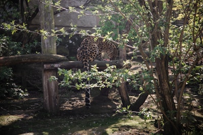 A leopard with distinct spots stands on a wooden structure in a forested environment with abundant green foliage and tree trunks around. The leopard appears to be focused on something out of view.