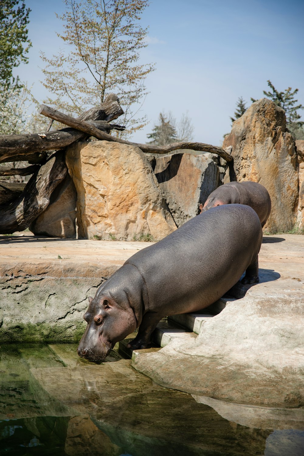 a hippopotamus laying on a rock next to a body of water