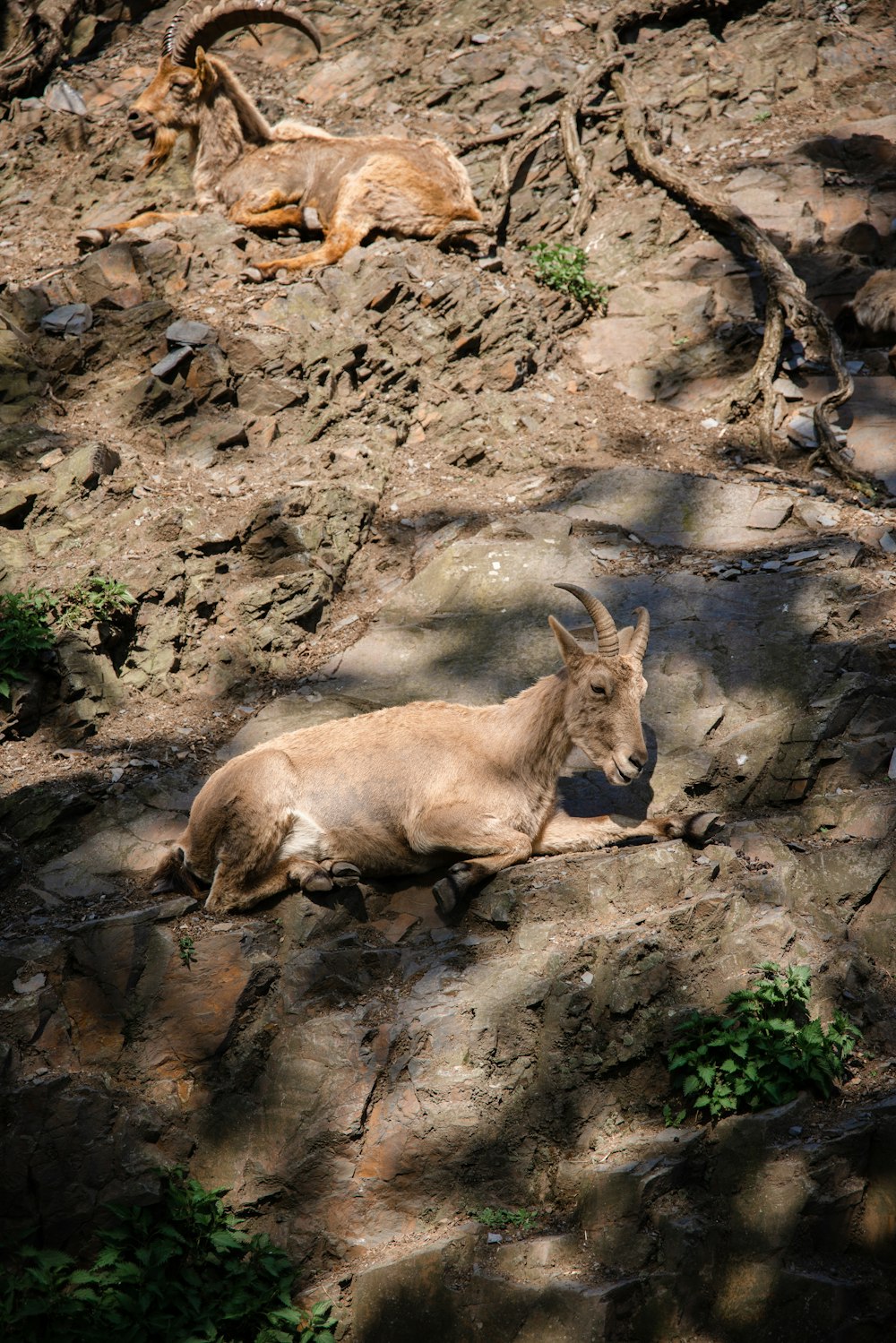 a goat laying on top of a rocky hillside