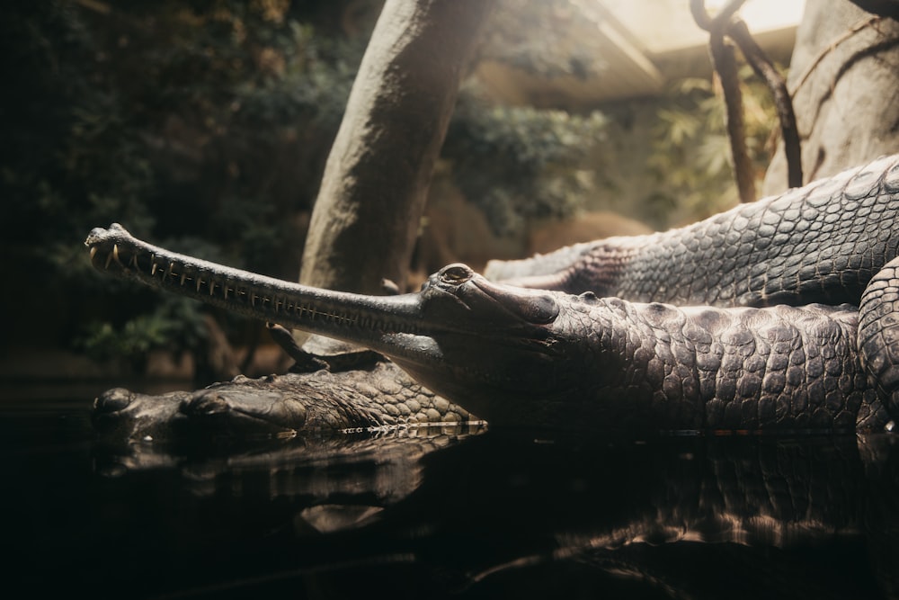 a large alligator laying on top of a body of water