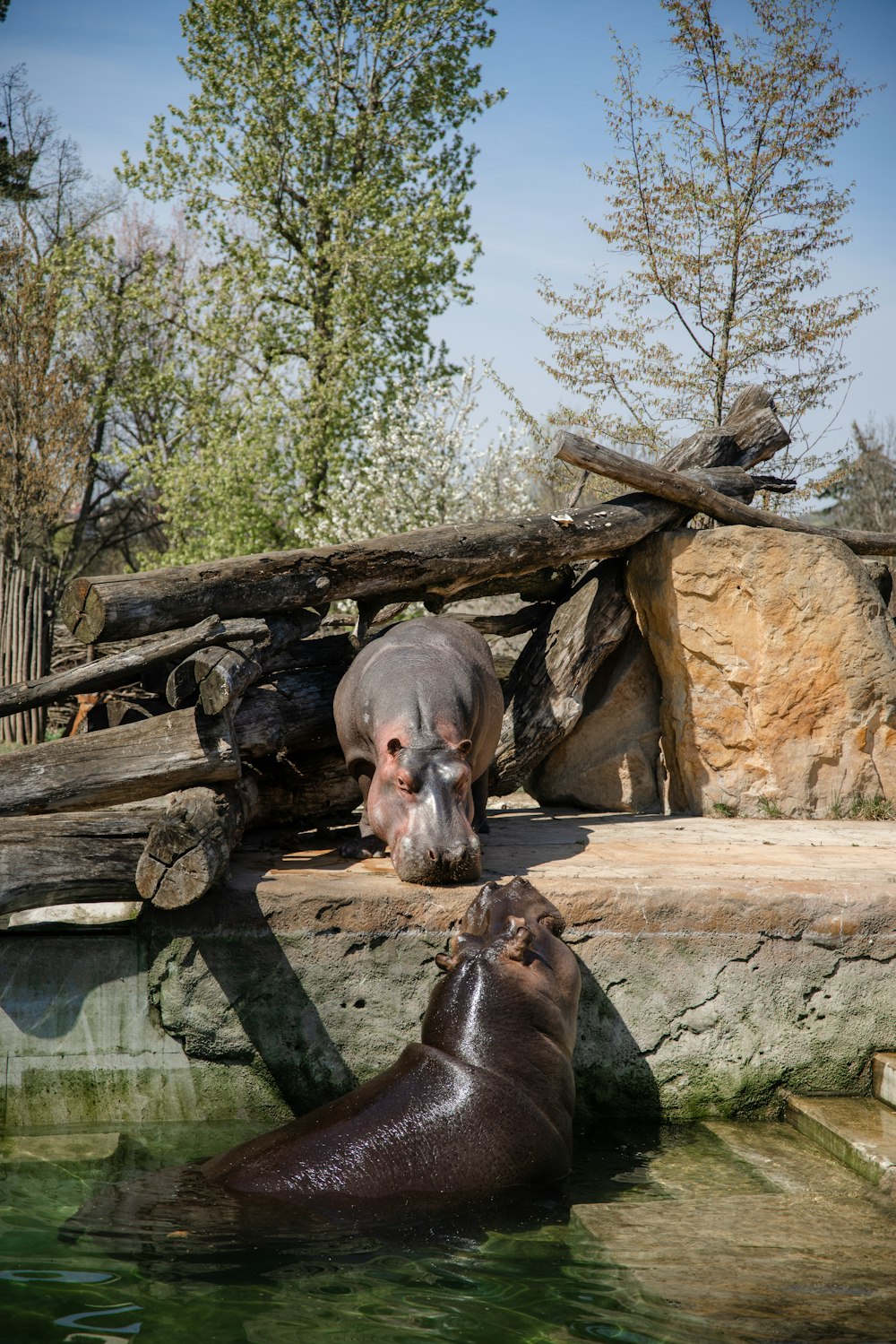 a hippopotamus and a baby hippopotamus in a zoo enclosure