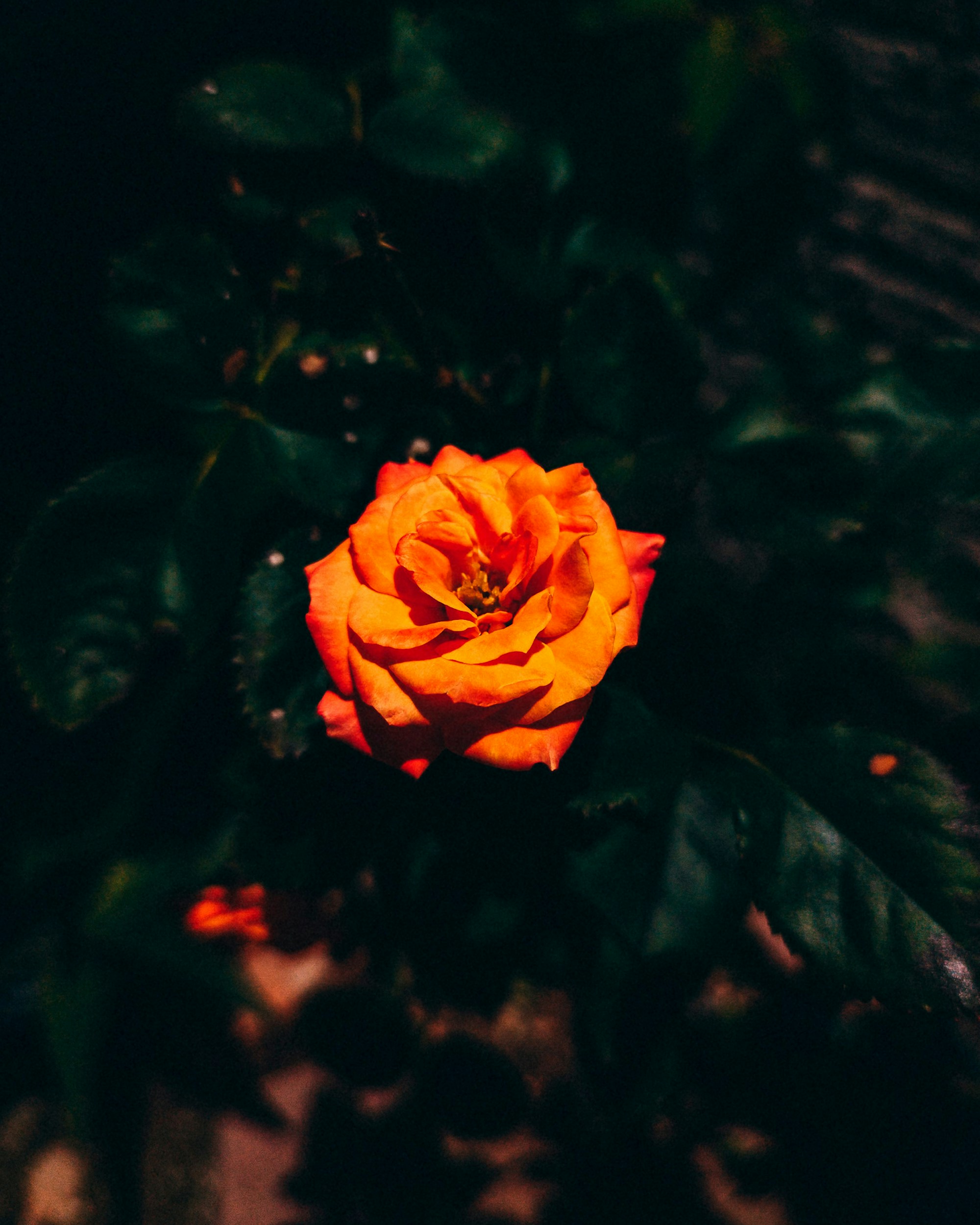 Photo by mariana1688