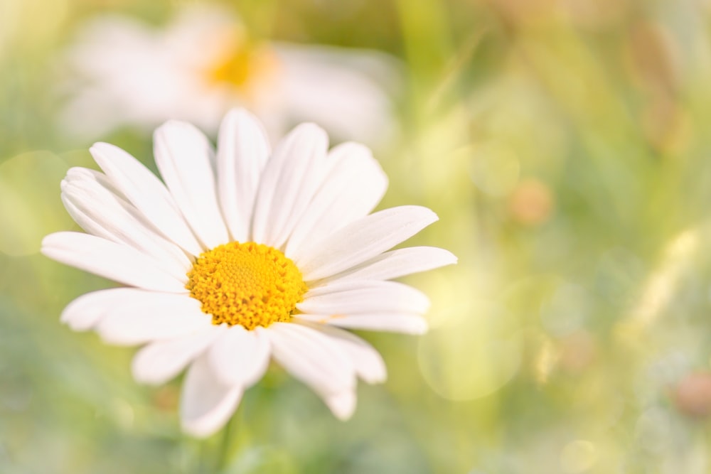 a close up of a white and yellow flower