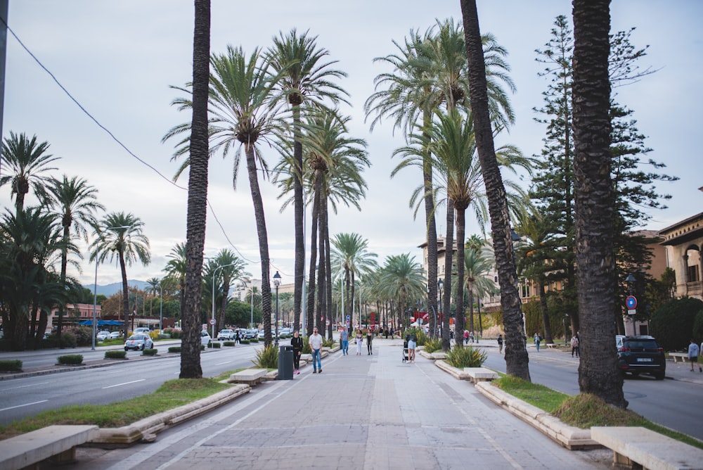 uma rua ladeada de palmeiras em um dia nublado