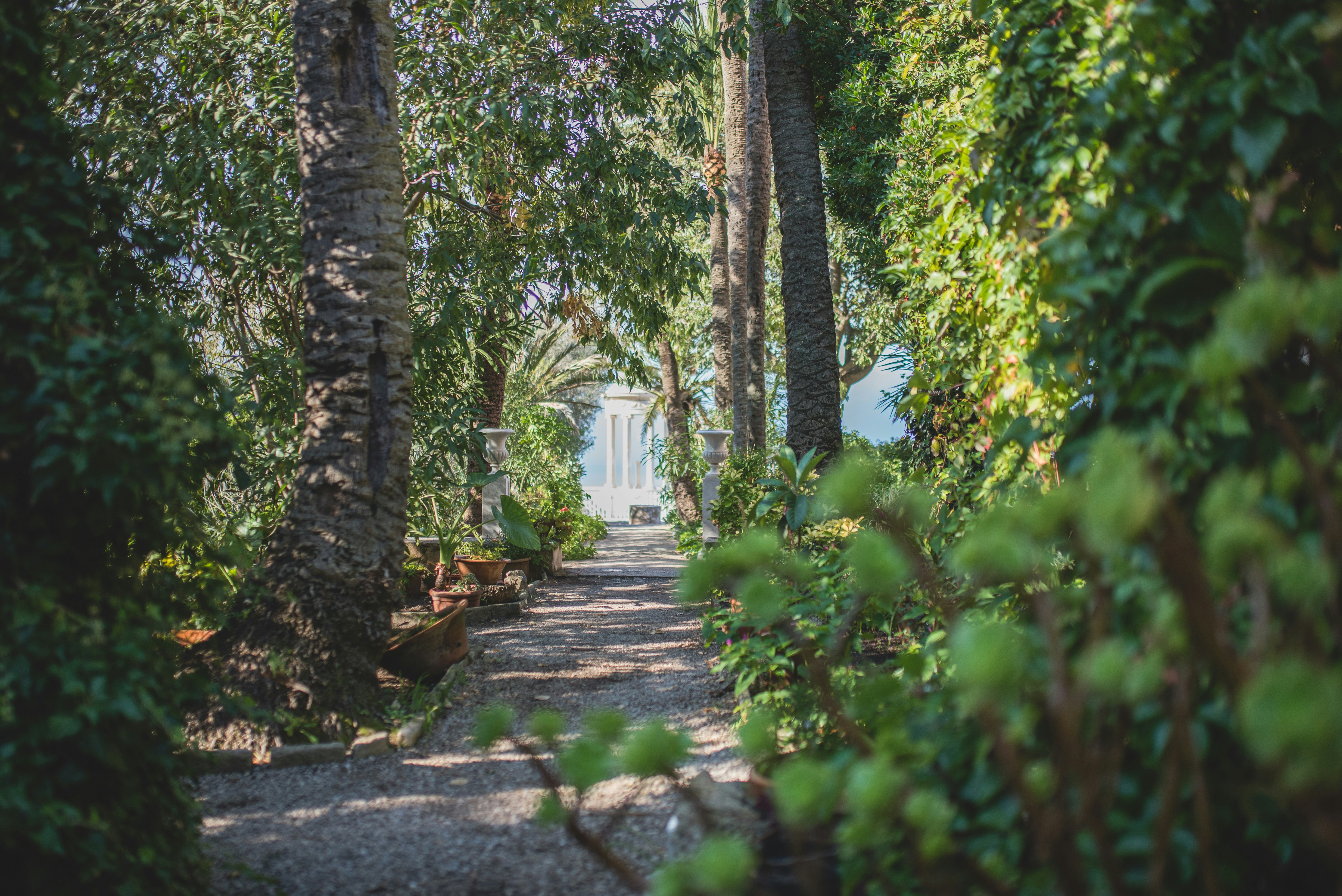 a path in the middle of a lush green forest, 