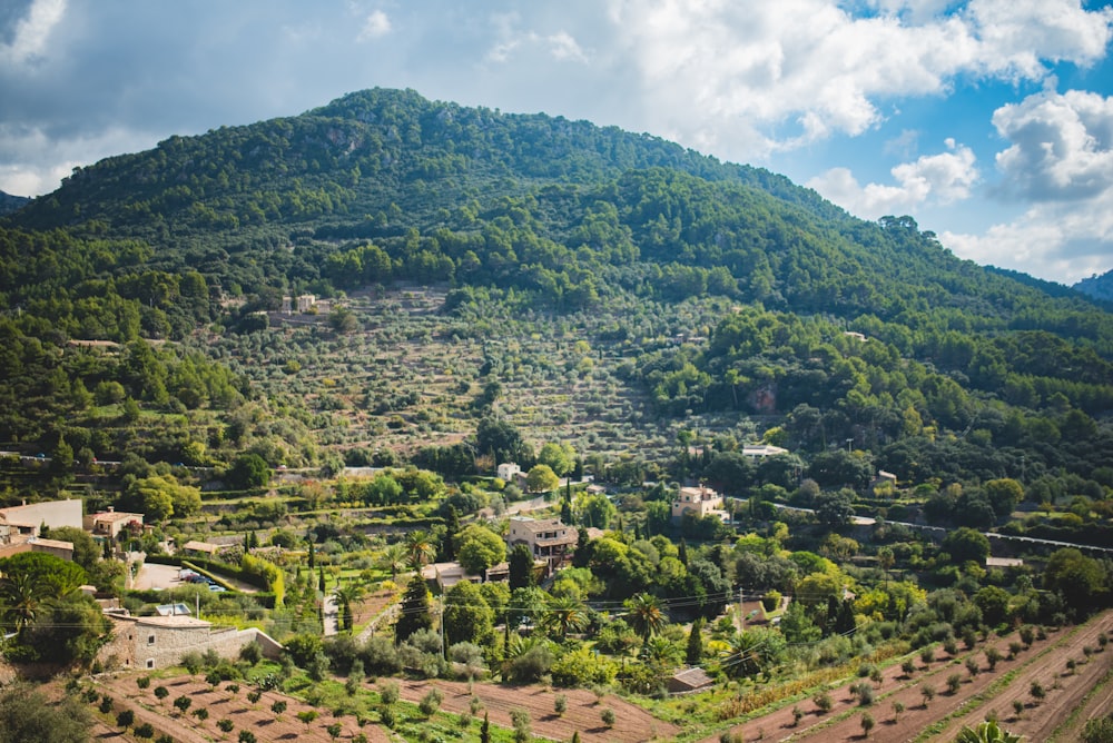 a lush green hillside covered in lots of trees