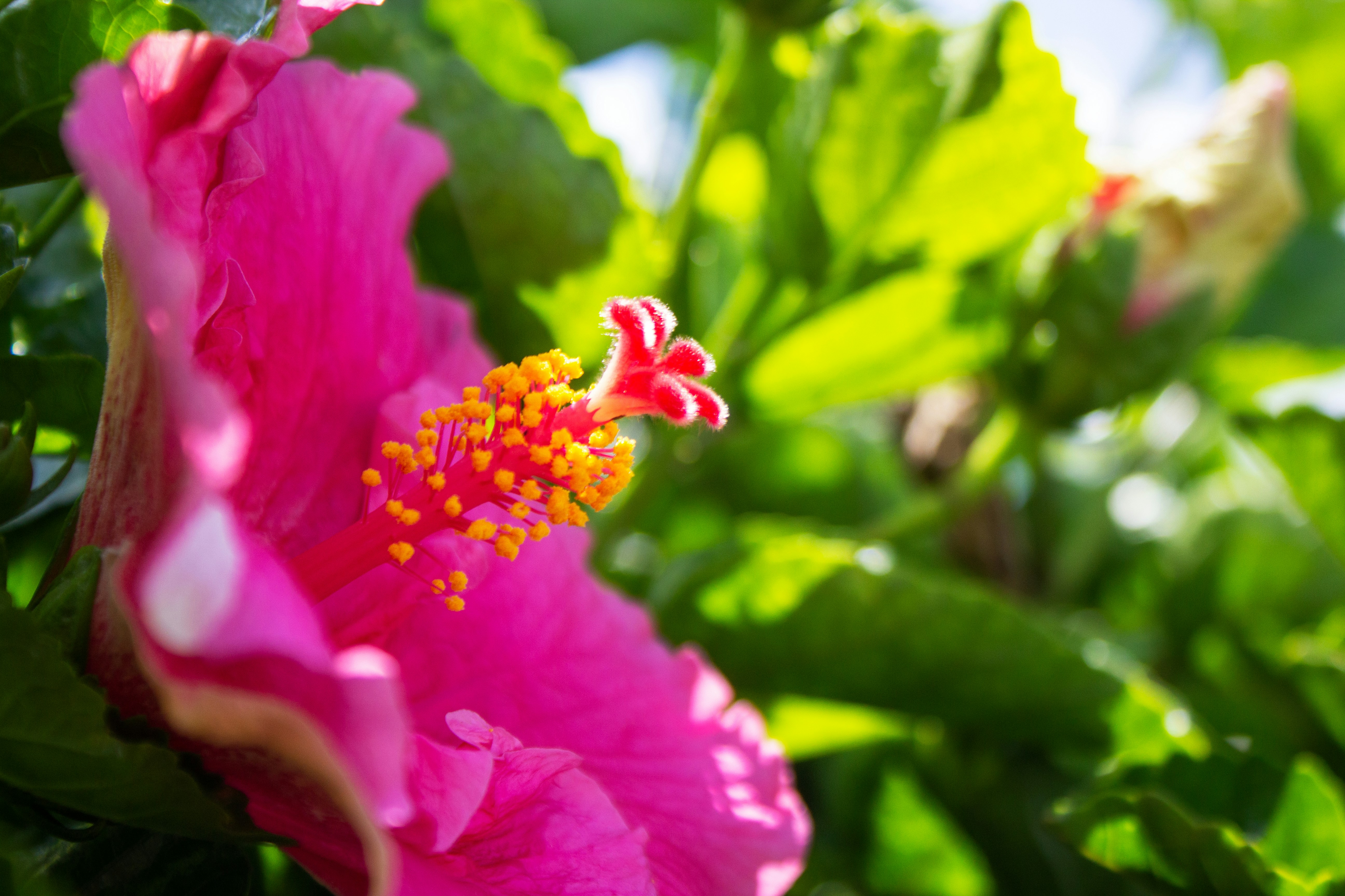 a close up of a pink flower with green leaves