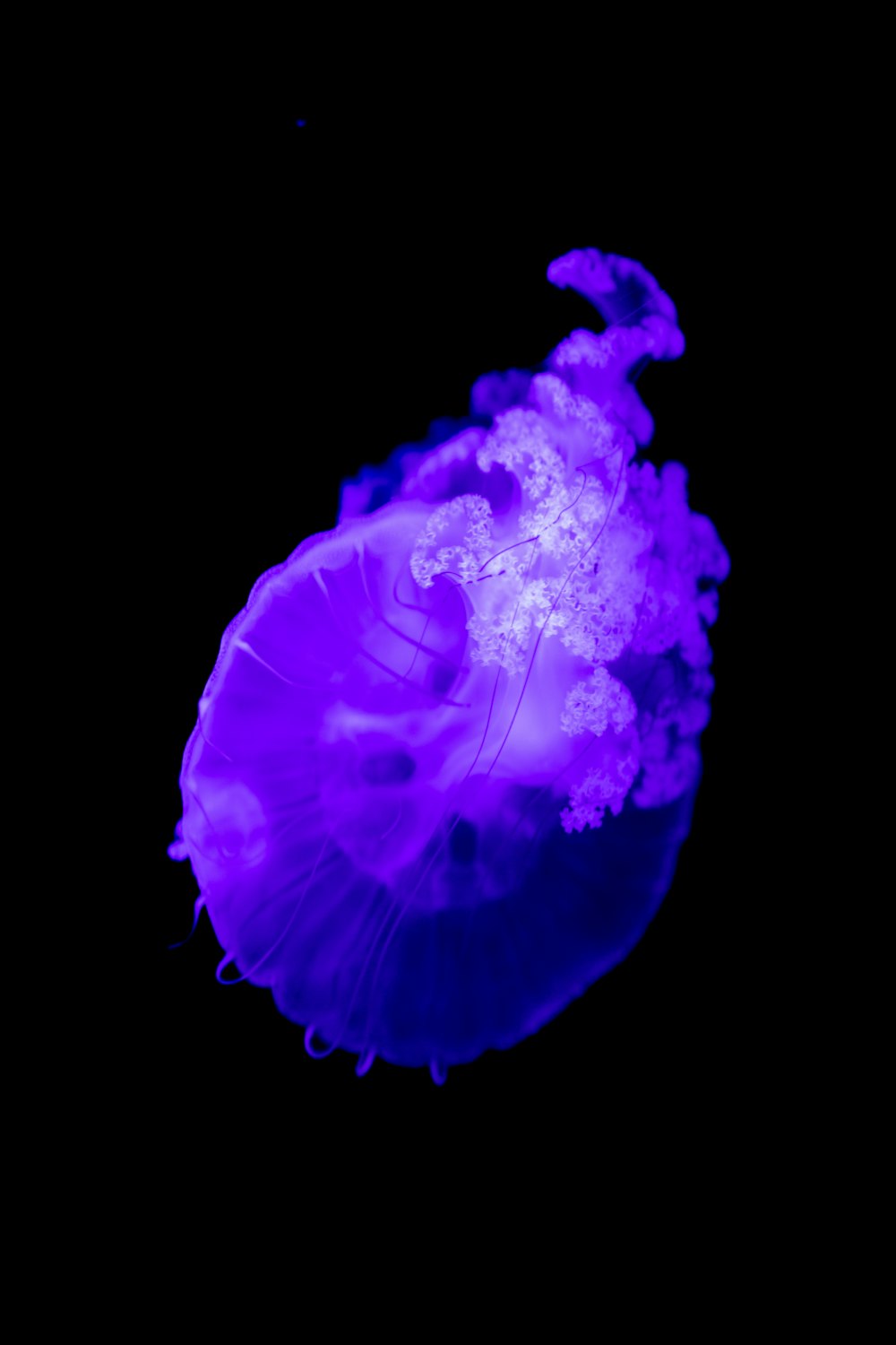 a purple jellyfish floating in the water