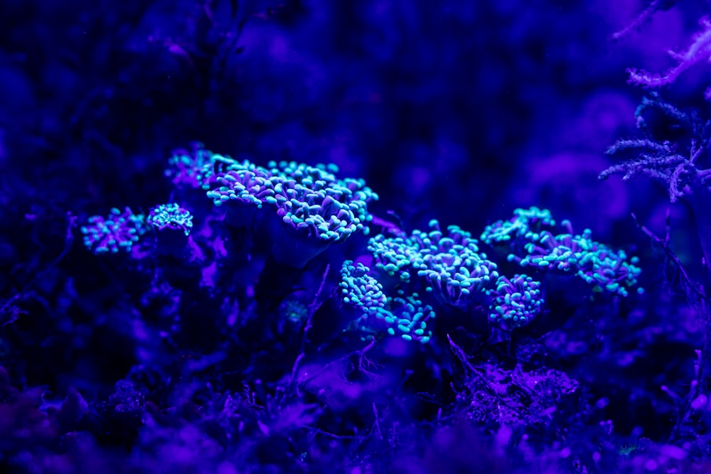 a close up of a plant with blue lights