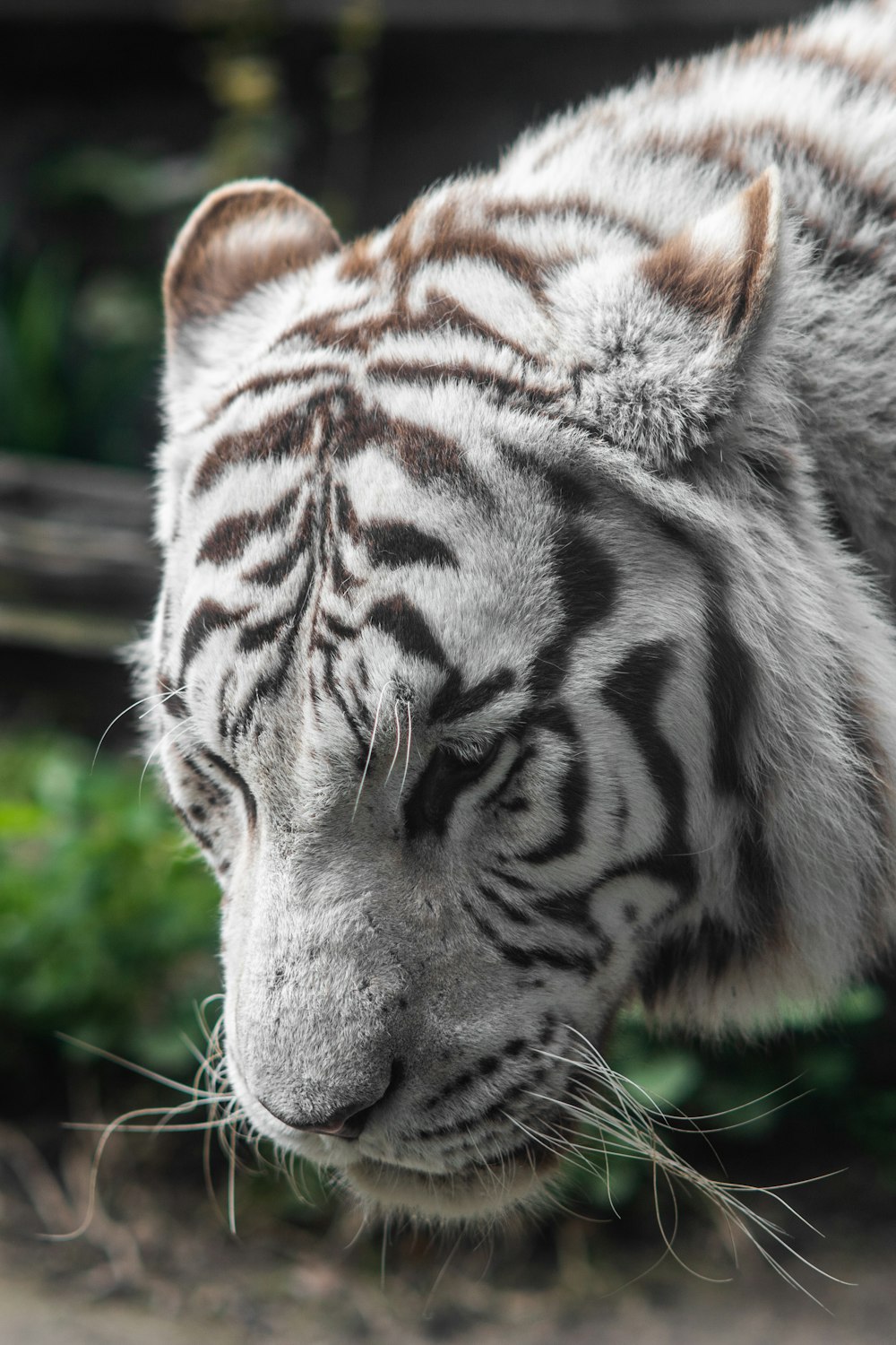 a close up of a white tiger with a blurry background
