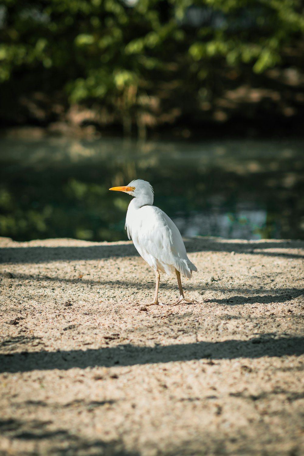 a white bird with a yellow beak standing in the sand