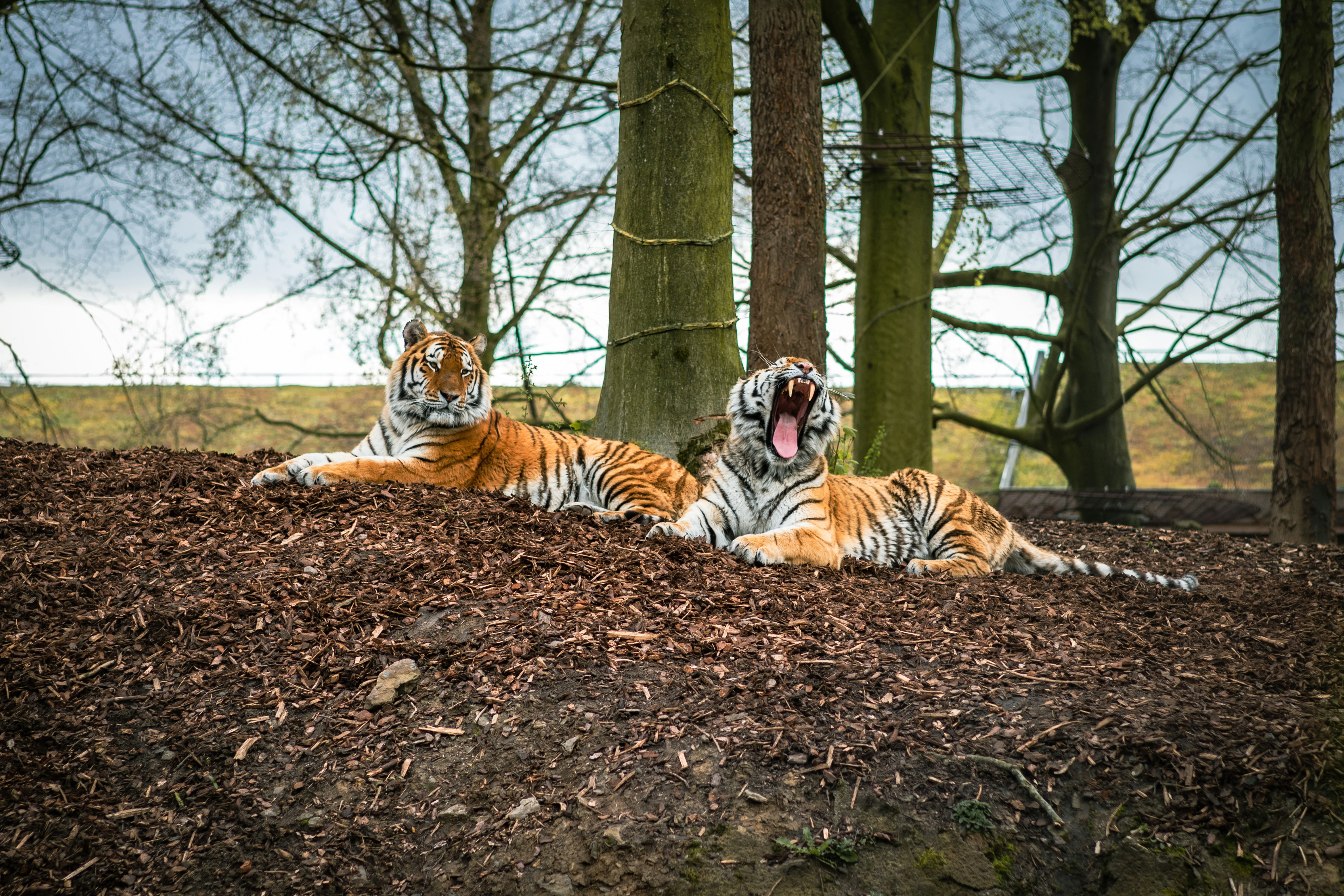 Human Encroachment: The Unseen Battle for Space (image credits: unsplash)