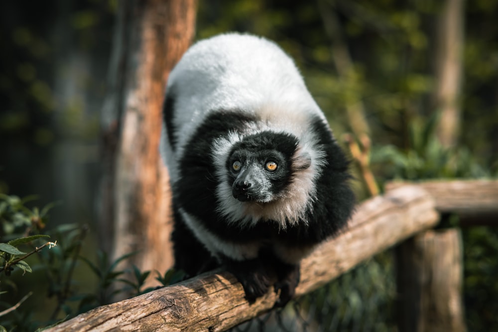 a black and white monkey sitting on a tree branch