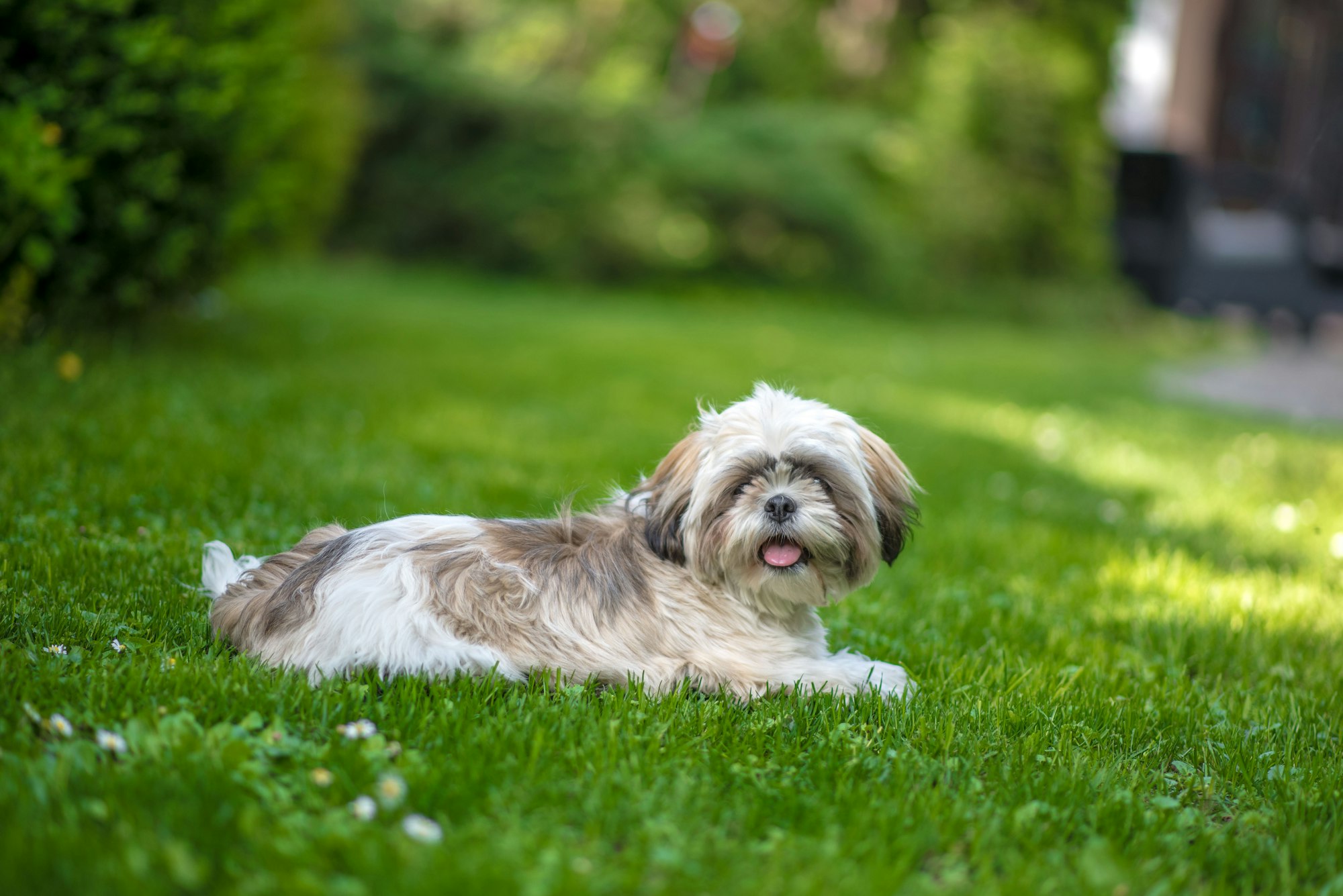 shih tzu lifespan