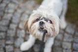A small, fluffy dog with white and light brown fur holds a leash in its mouth while standing on a cobblestone path. Its eyes are wide and engaging, giving a playful and eager expression.